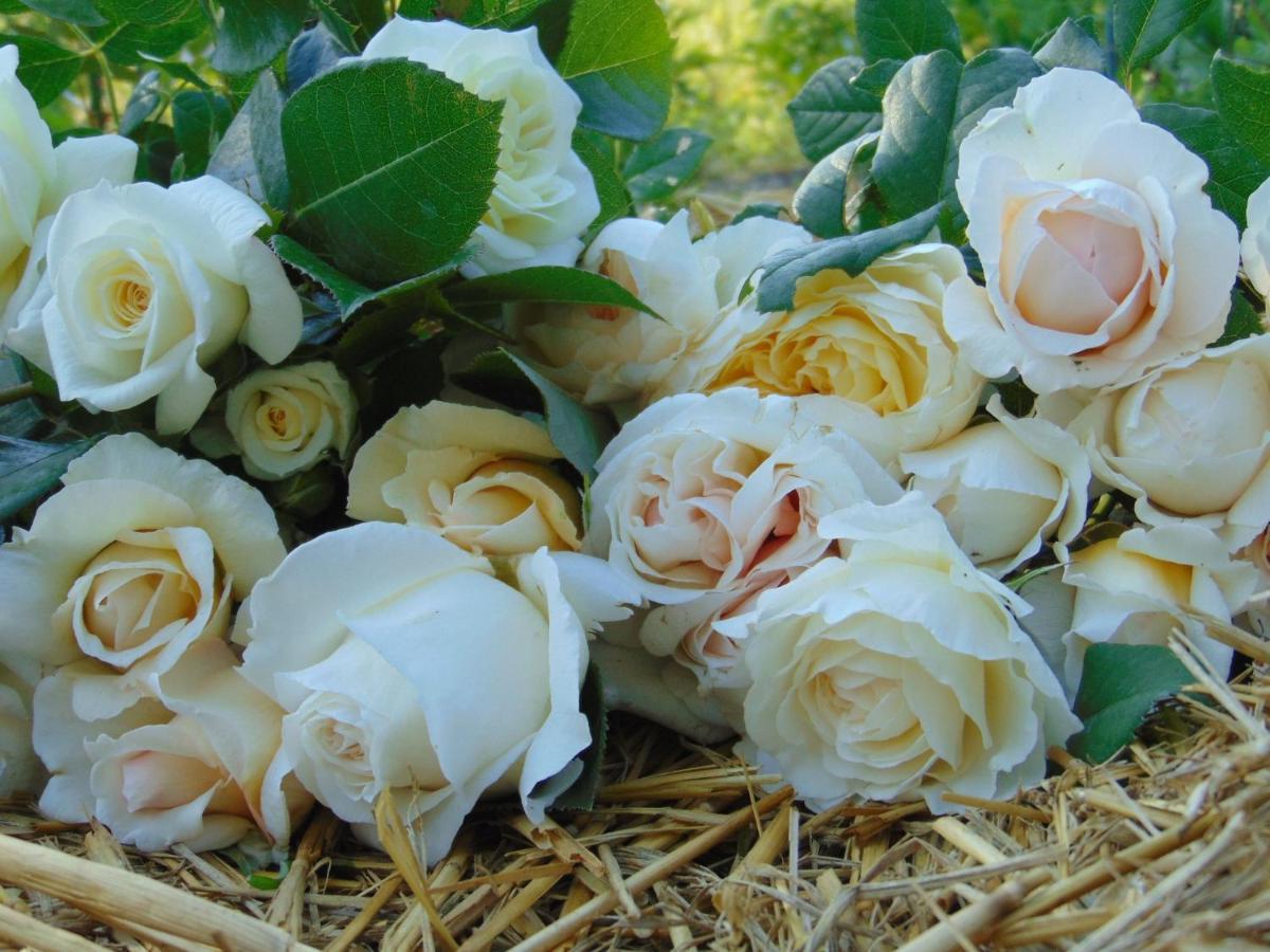 Fleurs De Brenne Gite Neuillé-le-Lierre Extérieur photo