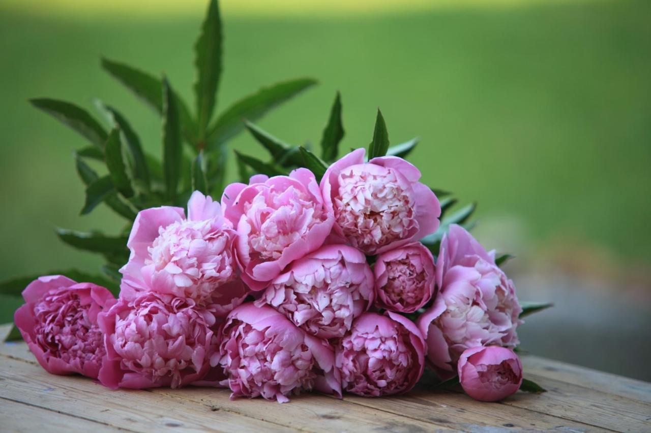 Fleurs De Brenne Gite Neuillé-le-Lierre Extérieur photo